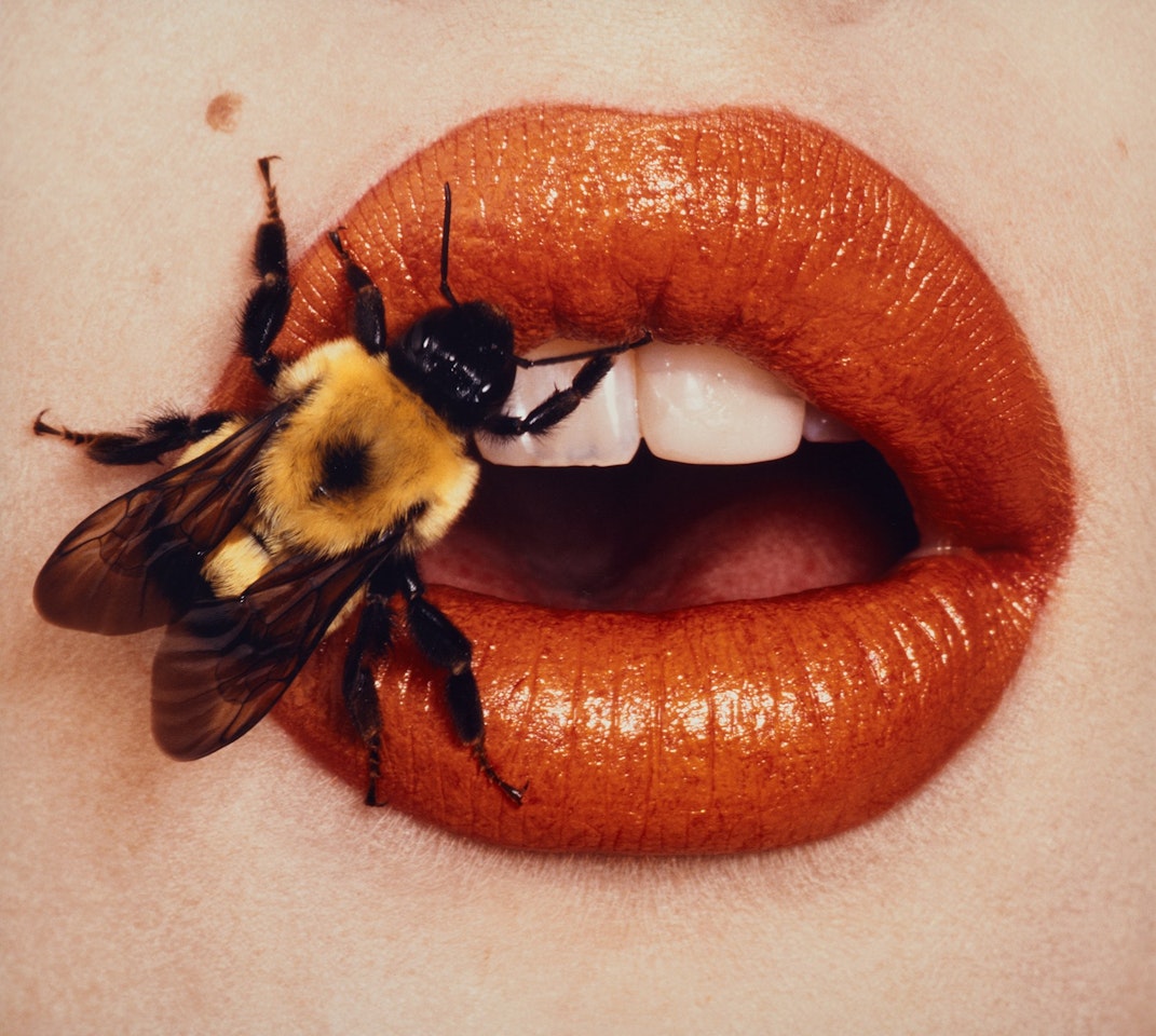 Bee (A), New York, September, 1995 by Irving Penn