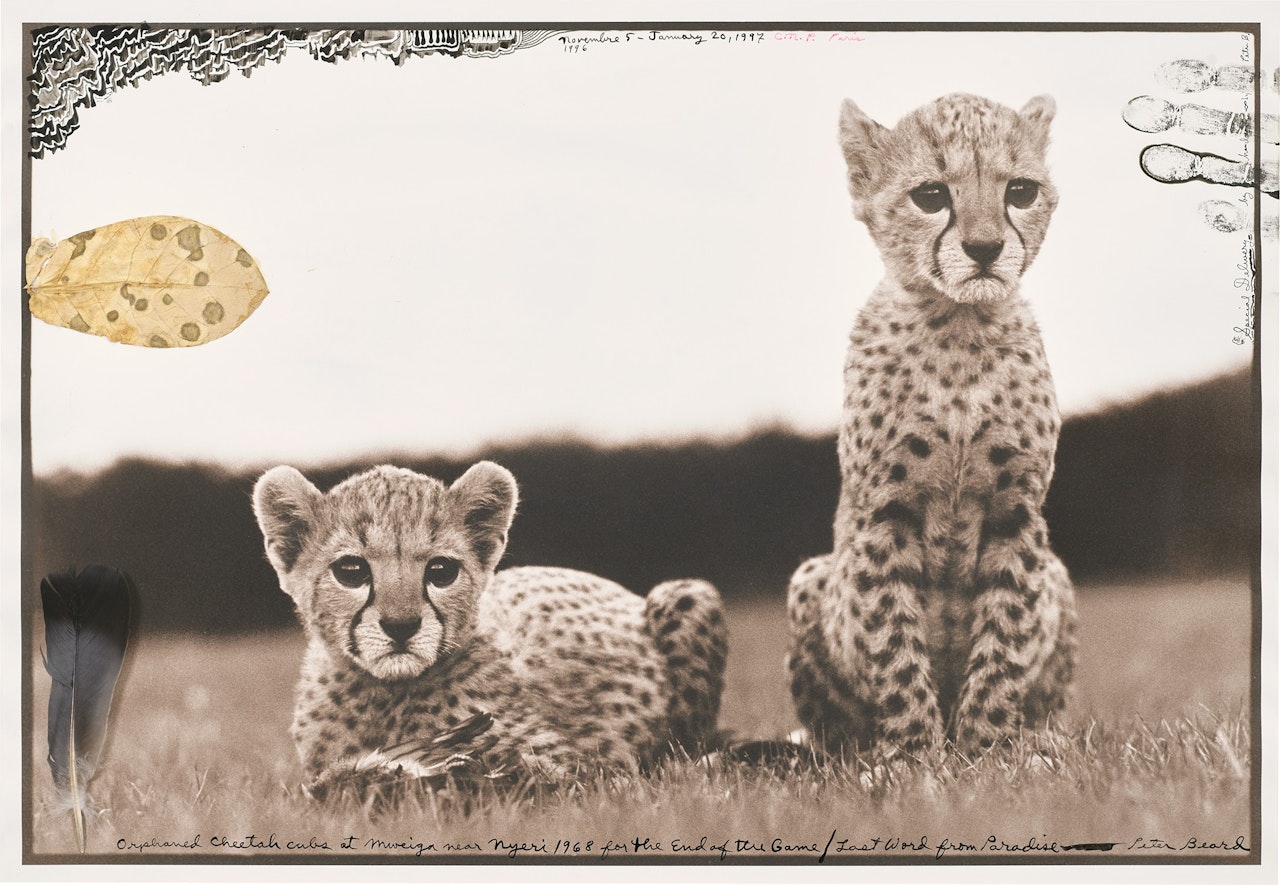 Orphaned cheetah cubs at Mweiga near Nyeri for The End of the Game / Last word from Paradise by Peter Beard