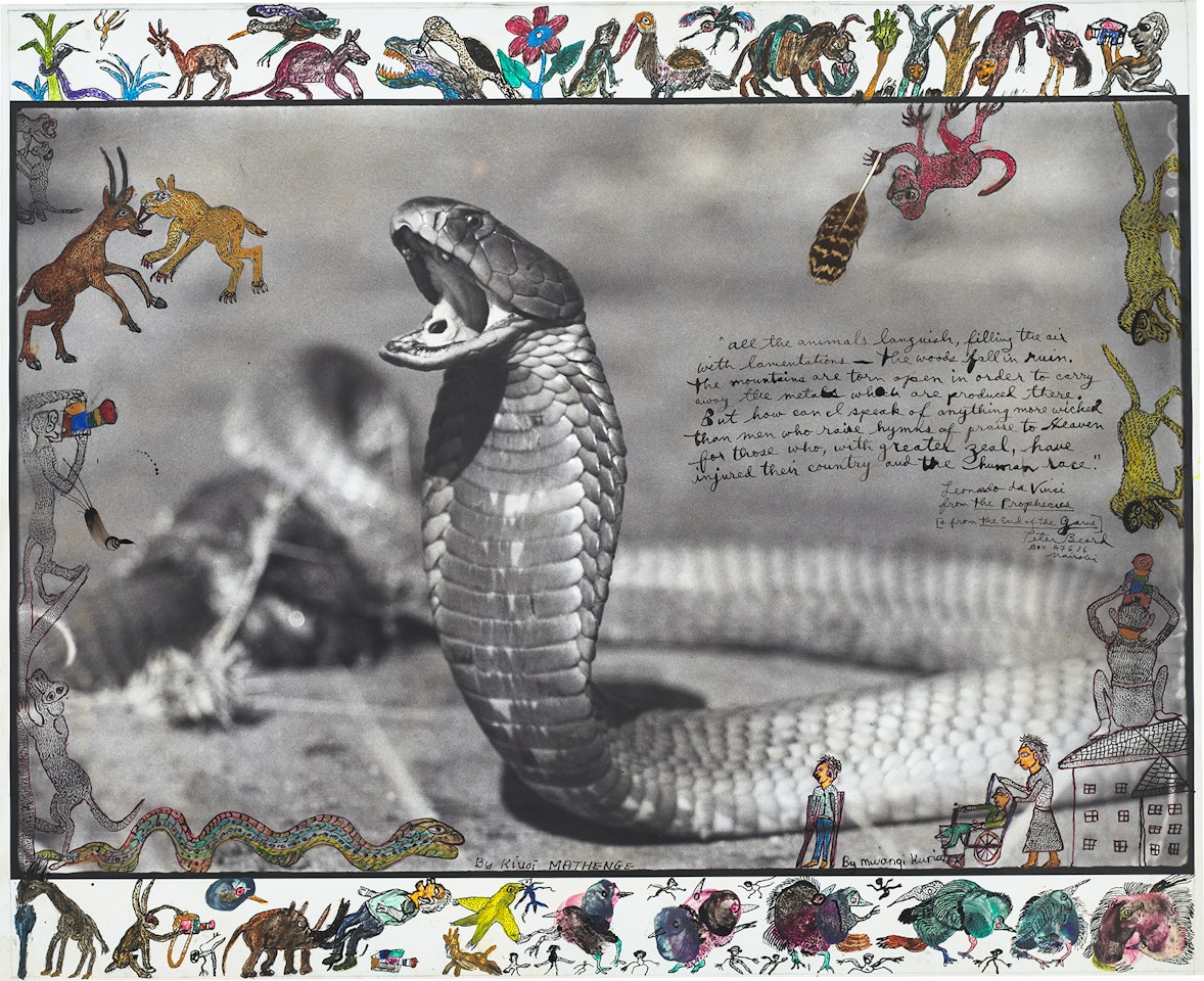 Spitting Cobra, Tsavo, June, 1960 by Peter Beard