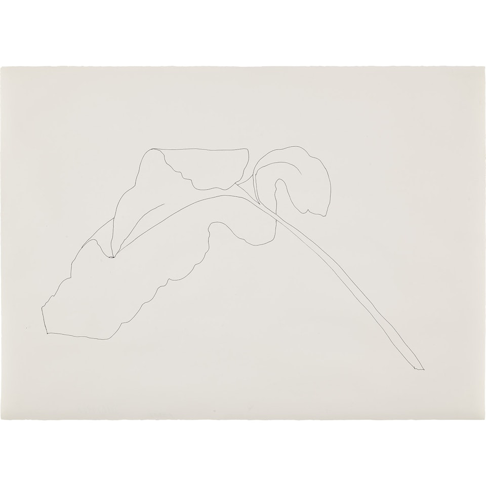 Leaf by Ellsworth Kelly