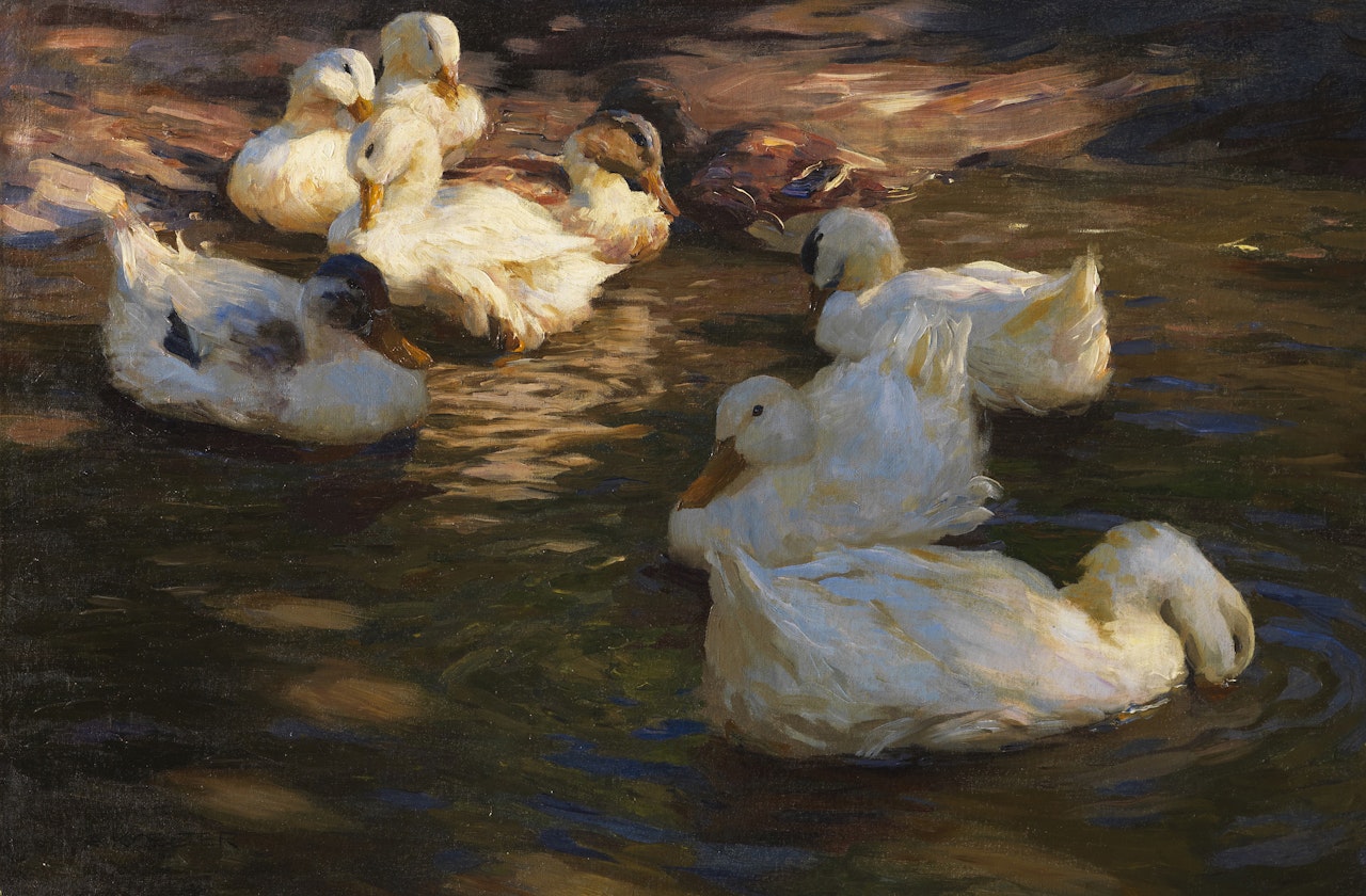 9 Enten im Abendlicht by Alexander Koester