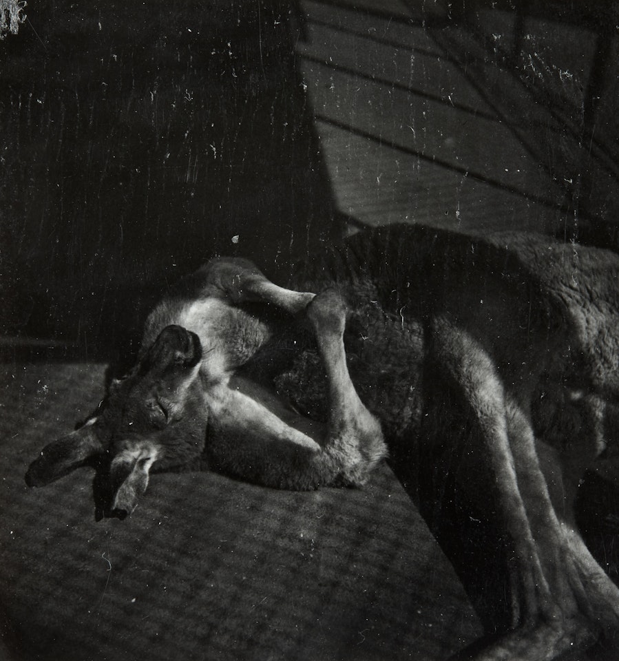 Ménagerie (kangourou - poules wyandottes), c. 1935 Chiens (chenil - chien dans un intérieur) by Dora Maar