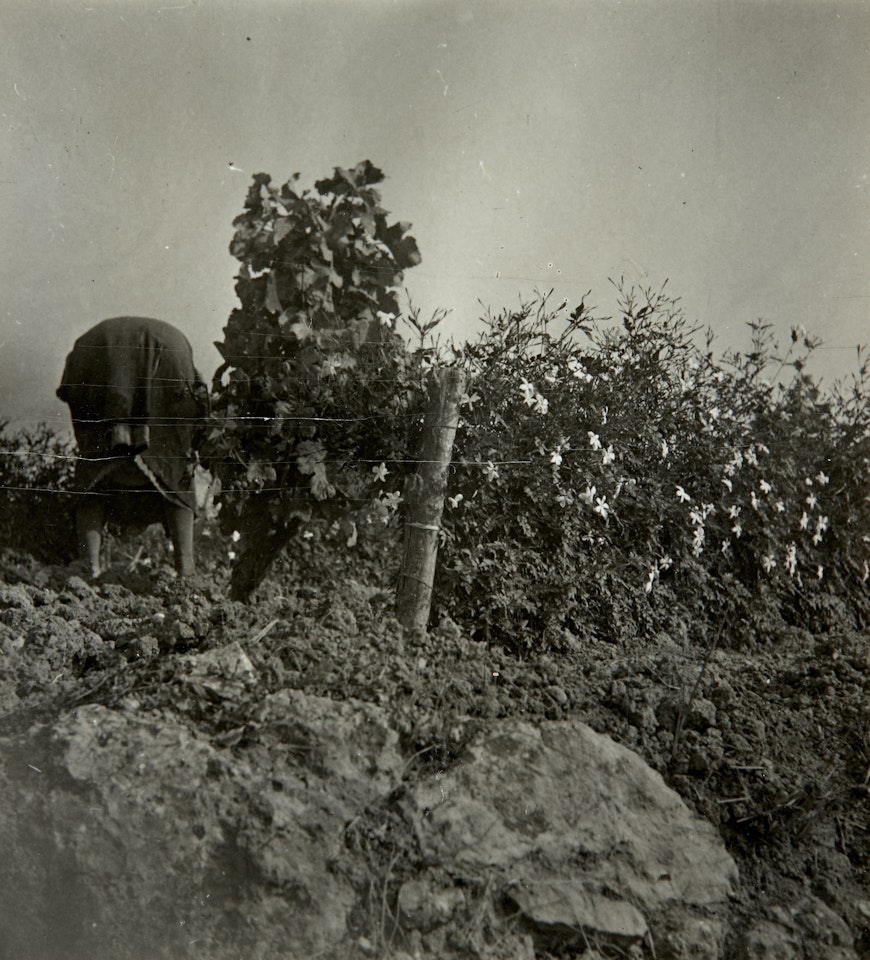 Cueillette des fleurs (avec Inès Sassier) - Environs de Mougins by Dora Maar