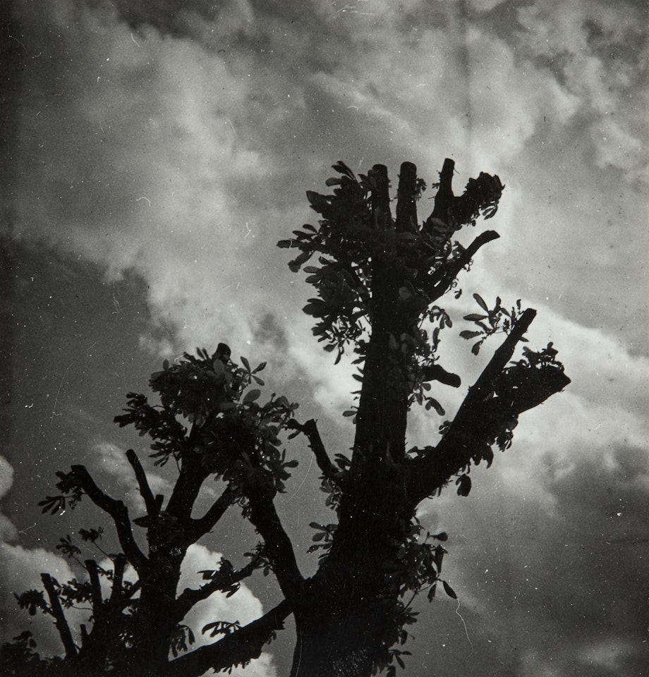 Études de marronniers by Dora Maar