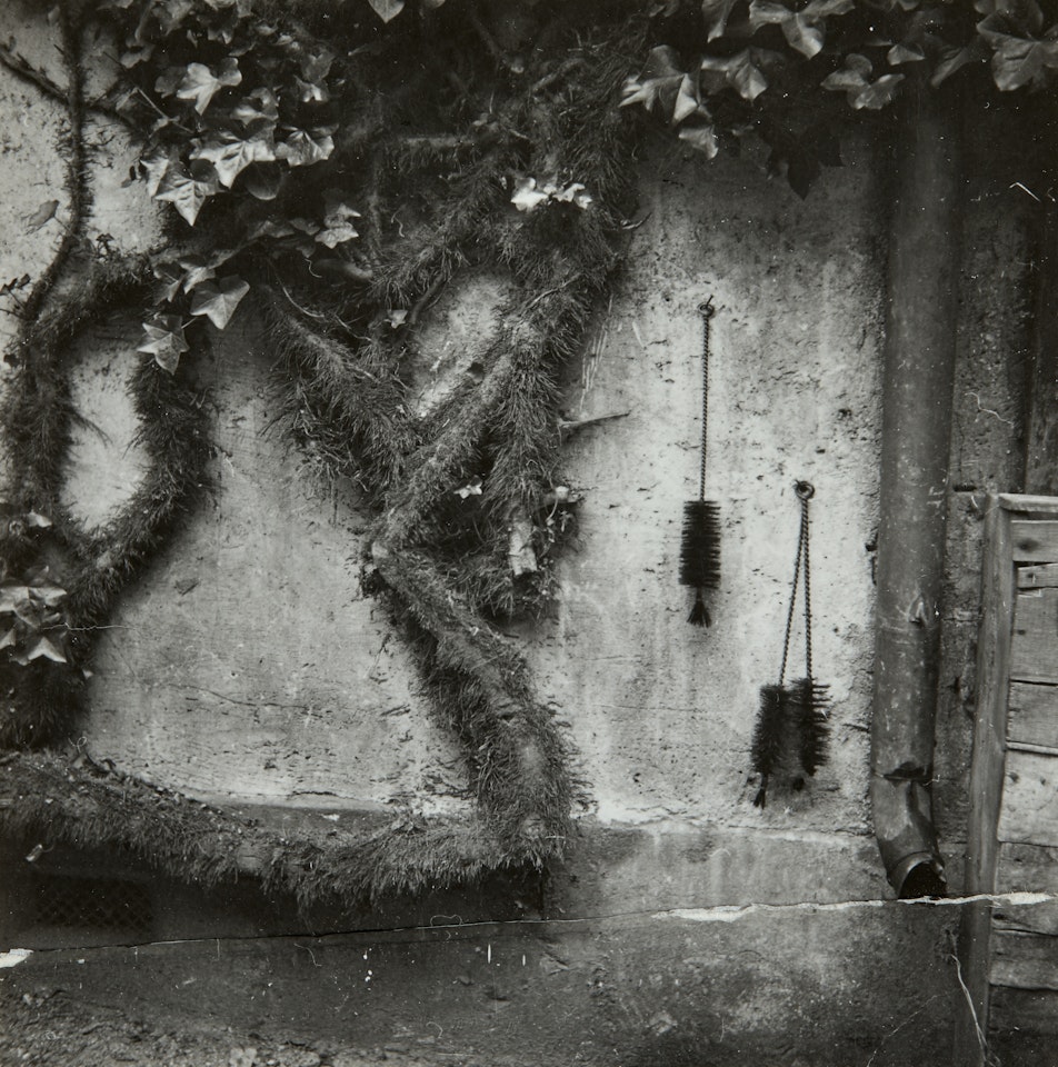 Plantes grimpantes by Dora Maar
