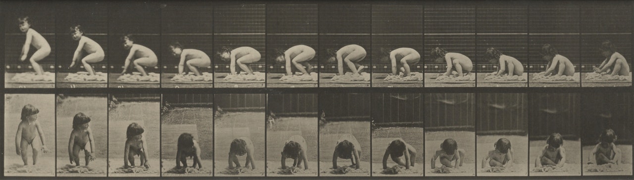 Animal Locomotion (Plate 479) by Eadweard Muybridge