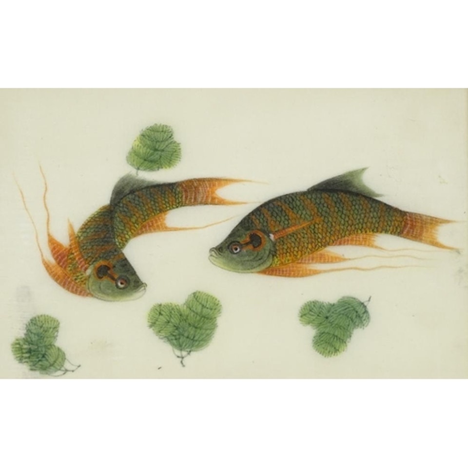 studies of carp by Chinese School