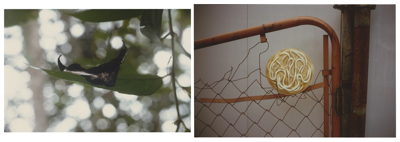 Hoja Suspendida; Noodles In The Fence [Two Works]; Hoja Suspendida; Noodles In The Fence [Two Works]; Hoja Suspendida; (ii) Noodles in the Fence by Gabriel Orozco