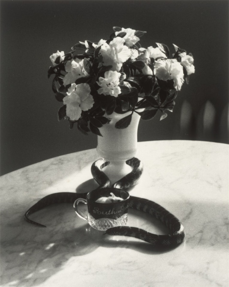 Still Life with Snake and Mouse, New York by André Kertész