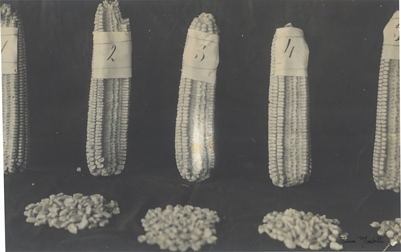 Corn Cobs by Tina Modotti