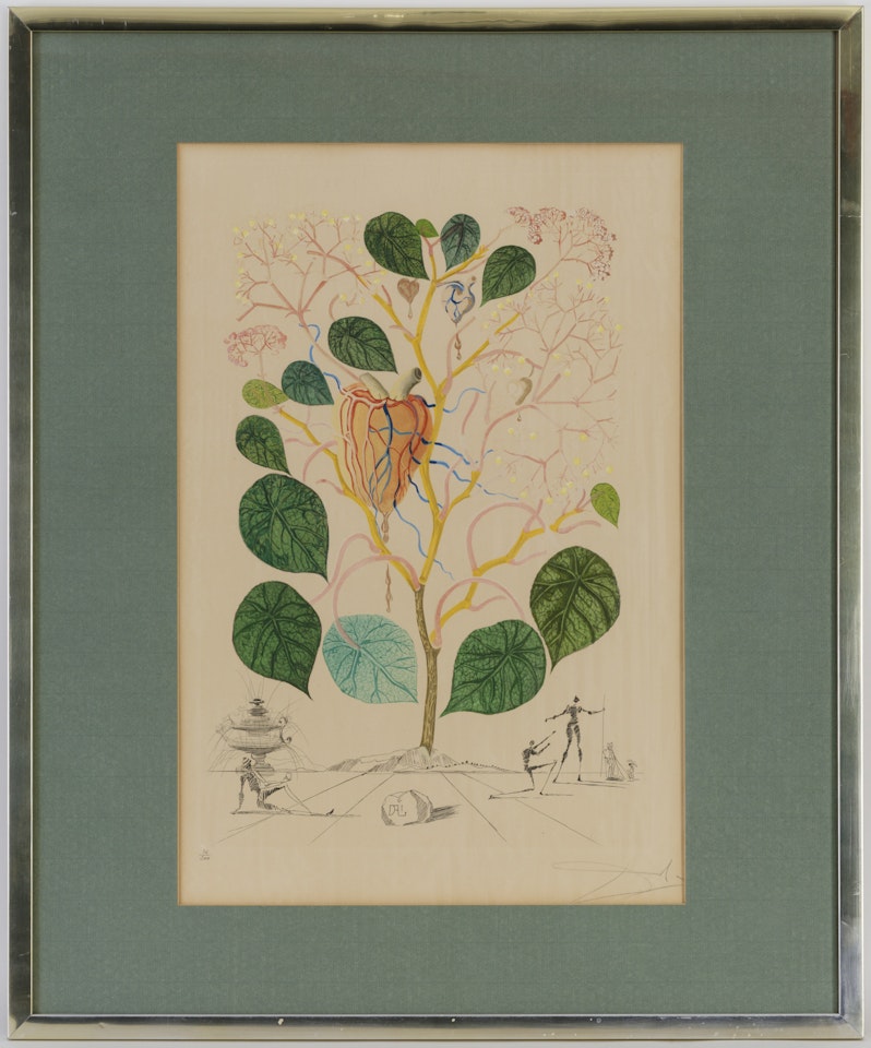 " Begonia (Anacardium recordans)", from the series by Salvador Dali