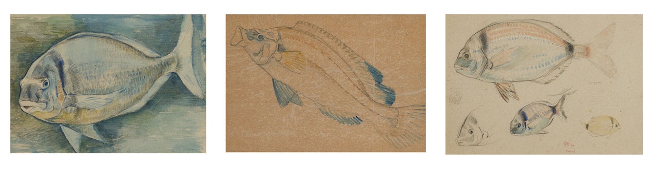Study of fish by Theo van Rysselberghe