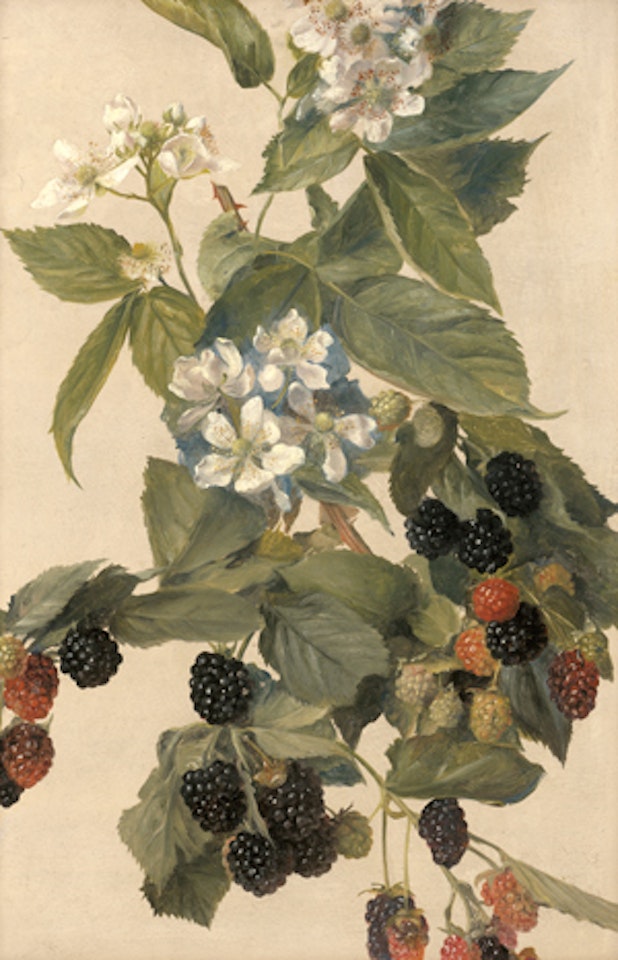 Blackberry vines by German School