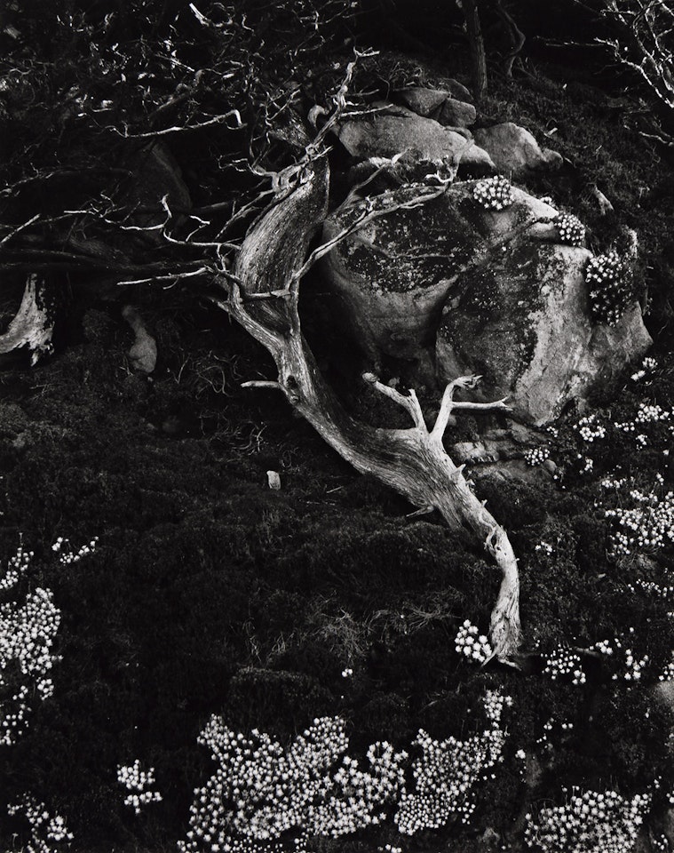 Cypress, Rock, Stone Crop by Edward Weston