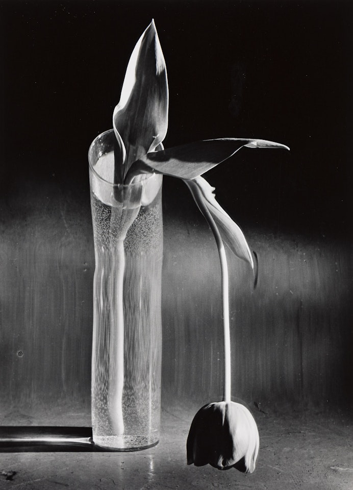 Melancholic Tulip by André Kertész