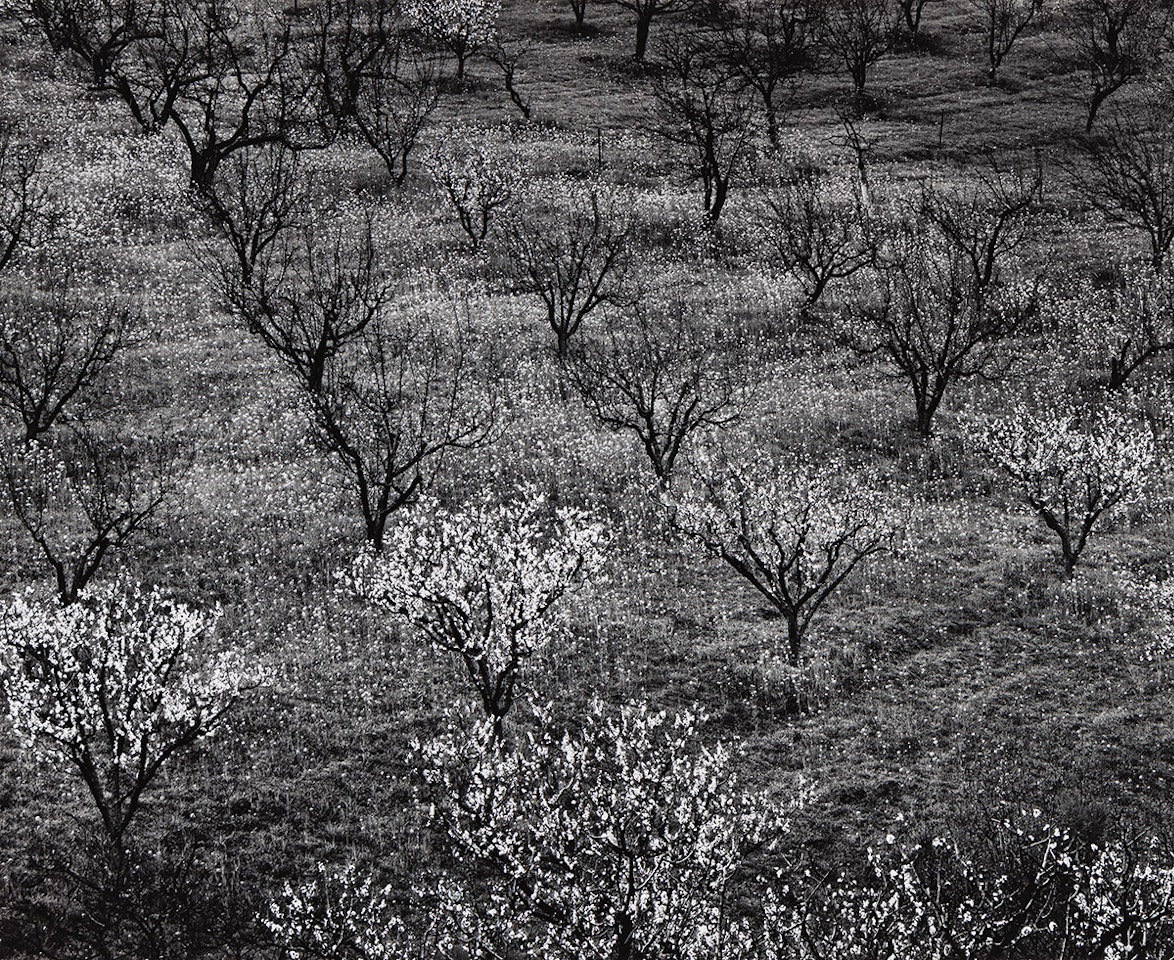Orchard, Early Spring, California by Ansel Adams
