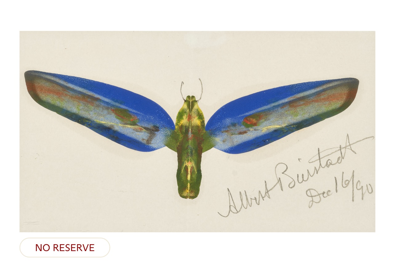 Moth by Albert Bierstadt