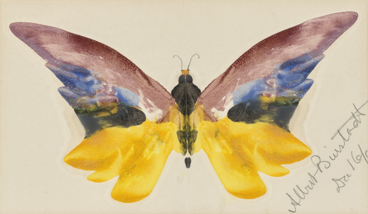 Butterfly by Albert Bierstadt