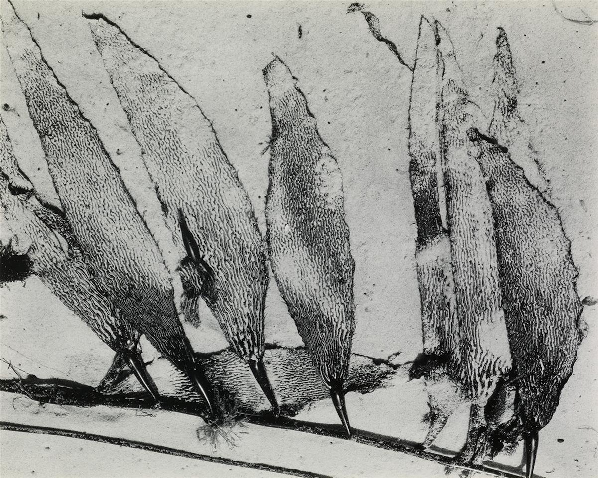 Seaweed, Carmel by Edward Weston
