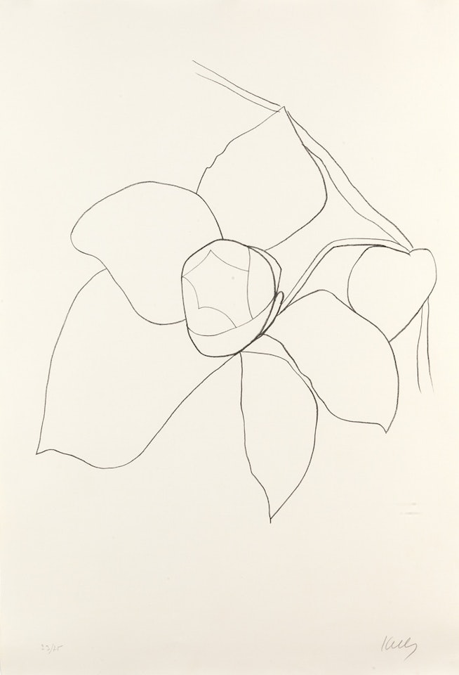 Camellia II by Ellsworth Kelly