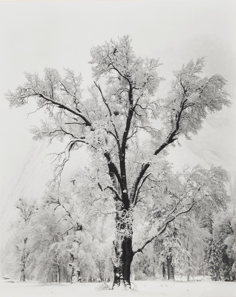 Oak Tree, Snowstorm, Yosemite National Park, California by Ansel Adams