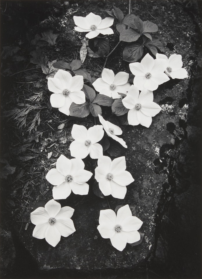 Dogwood, Yosemite National Park, California by Ansel Adams