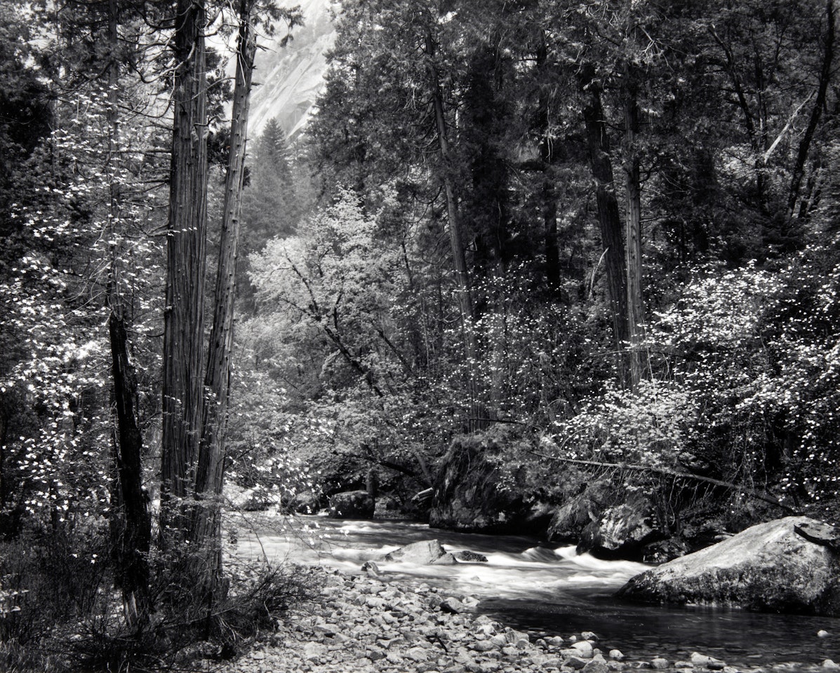 Tenaya Creek, Dogwood, Rain, Yosemite National Park, California by Ansel Adams