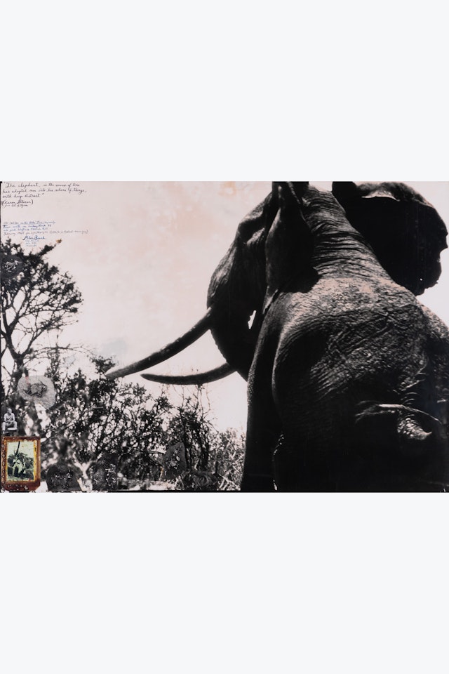 The Elephant, in the course of time has adopted man into his scheme of things with deep distrust..., February, 1965 by Peter Beard