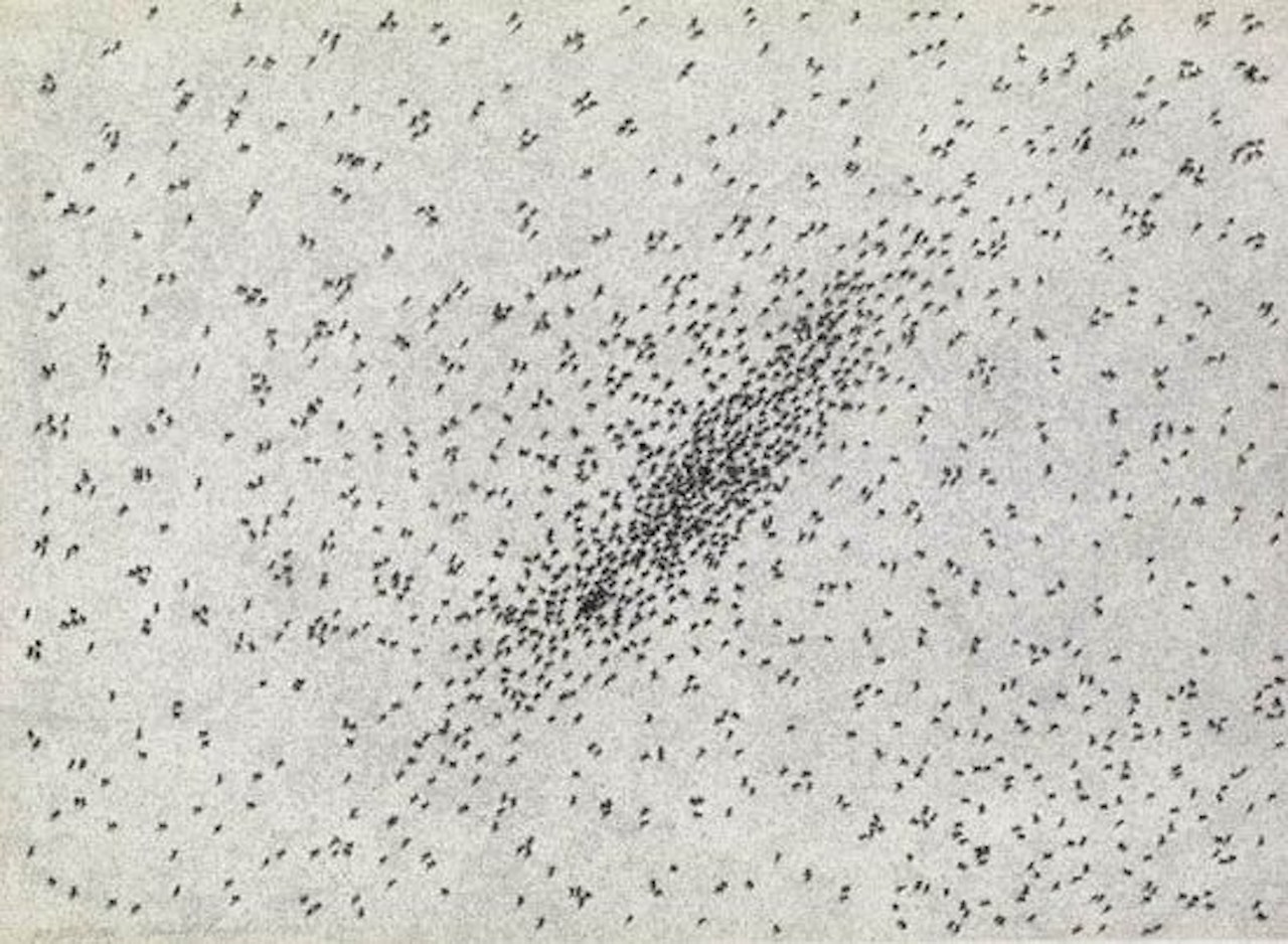 Insect Slant by Ed Ruscha