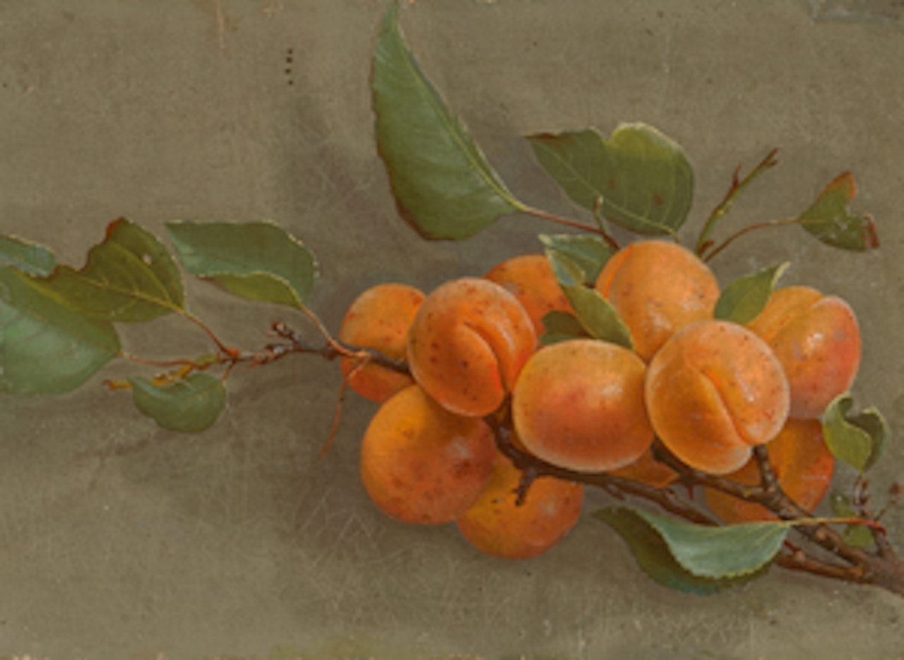Apricot branch by German School