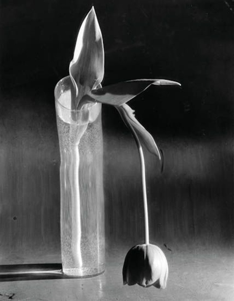 Melancholic tulip by André Kertész