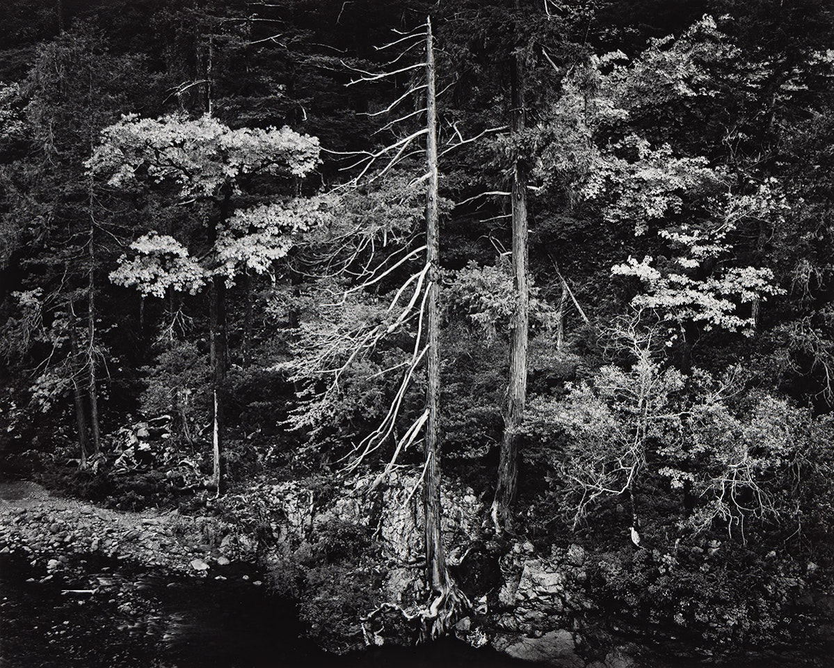 Forest and Stream, Northern California, from Portfolio V by Ansel Adams