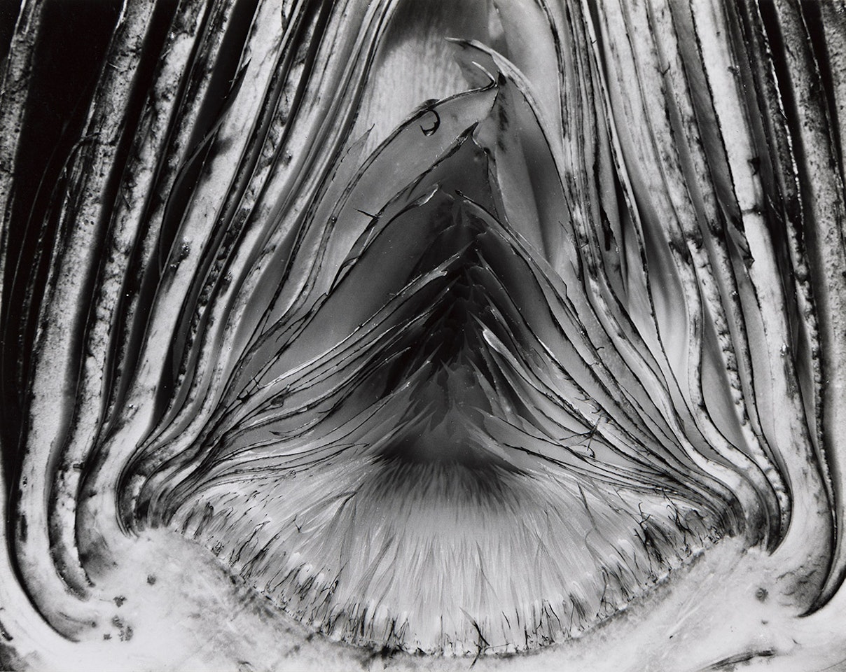 Artichoke Halved by Edward Weston