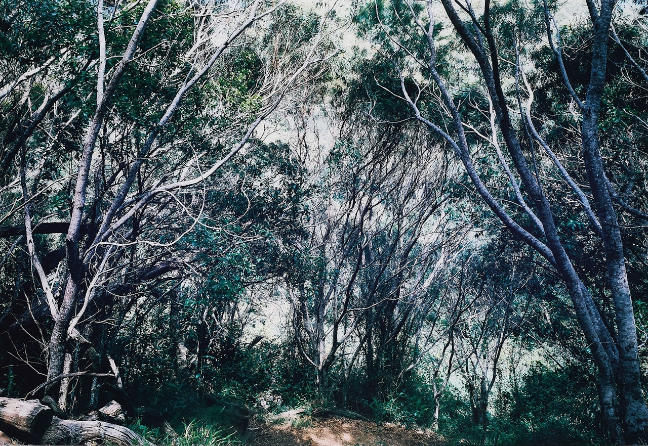 Paradise 33, Kaua"i (Hawaiian Islands) by Thomas Struth