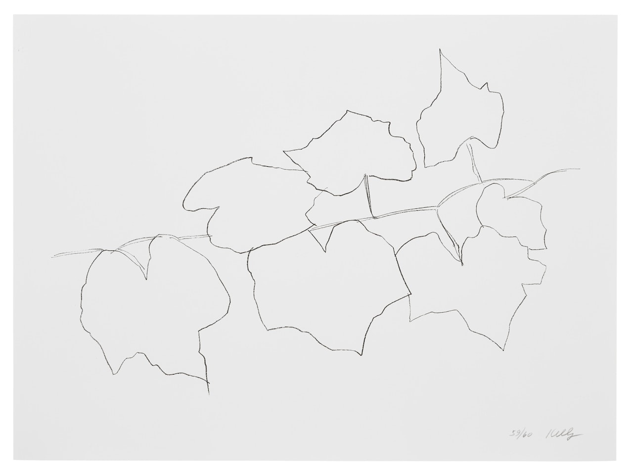 Wild Grape Leaves II, from Series of Five Plant and Flower Lithographs; Wild Grape Leaves II, from Series of Five Plant and Flower Lithographs by Ellsworth Kelly