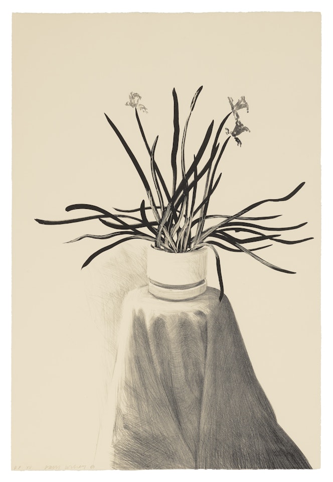 Potted Daffodils by David Hockney