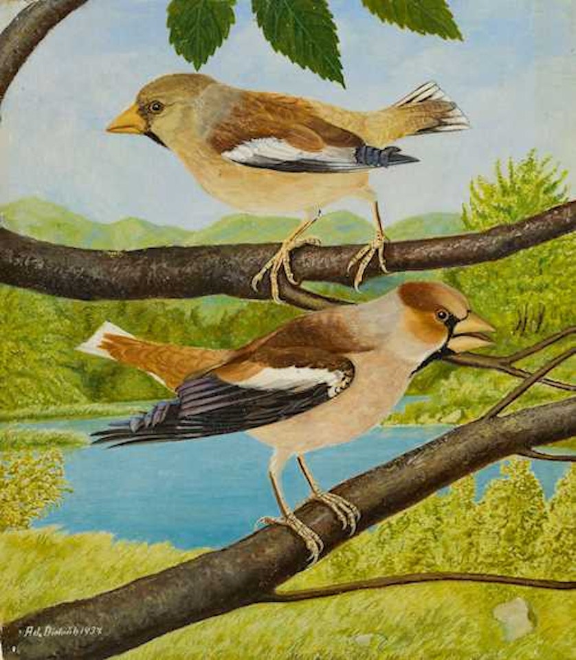 Kirschkernbeisserpaar by Adolf Dietrich