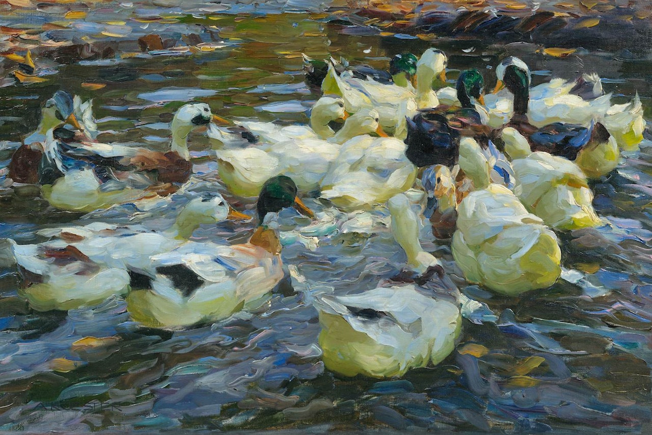 Ducks in the evening light by Alexander Koester