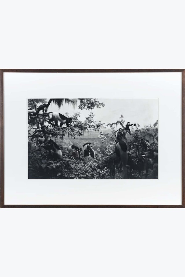 White Mantled Colobus by Hiroshi Sugimoto