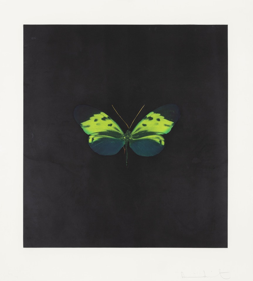 The Souls on Jacob"s Ladder Take Their Flight by Damien Hirst
