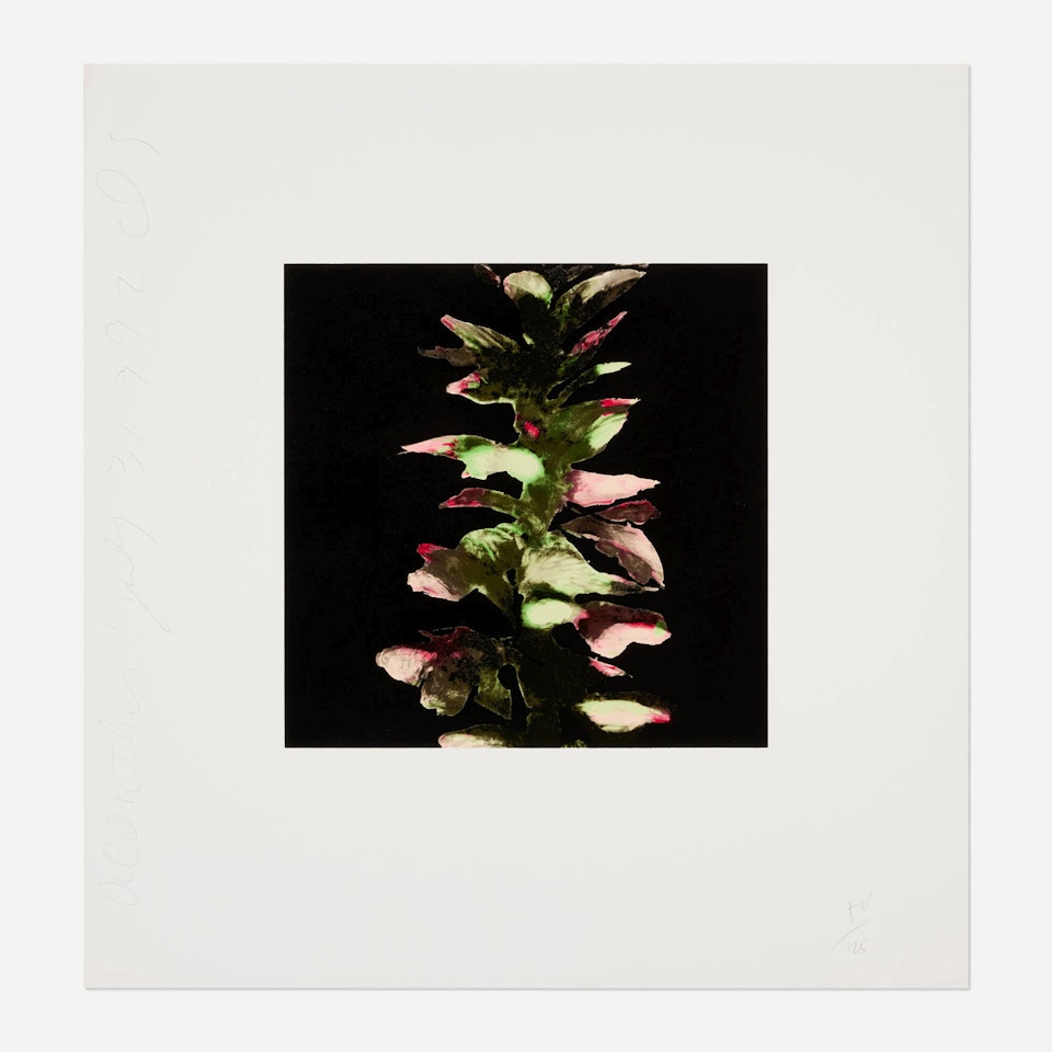 Acanthus (from the Fruits and Flowers III series) by Donald Sultan