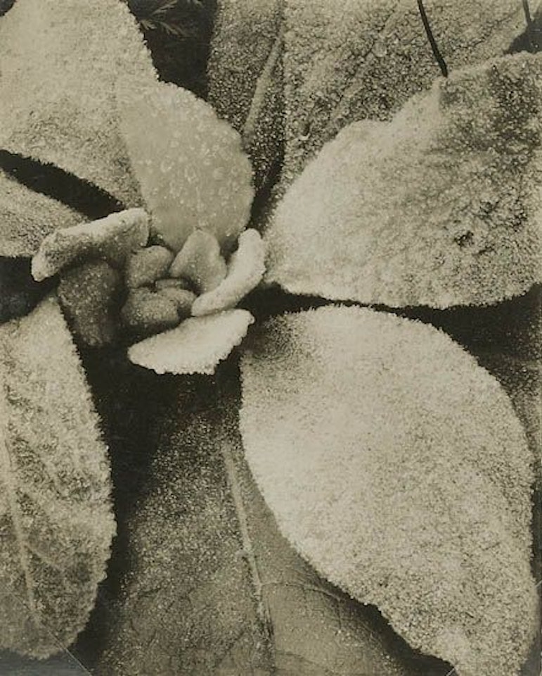 Mullen, Georgetown, Maine by Paul Strand