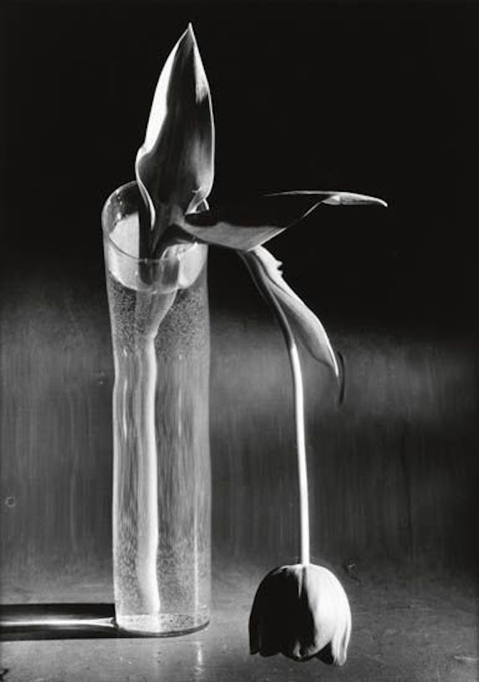 Melancholic Tulip by André Kertész