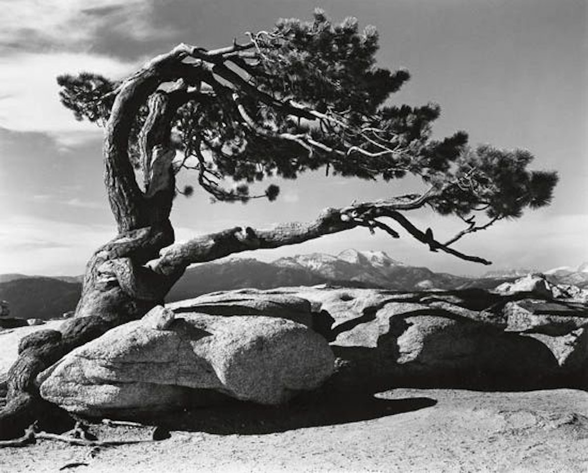 Jeffrey Pine, Sentinel Dome, Yosemite by Ansel Adams