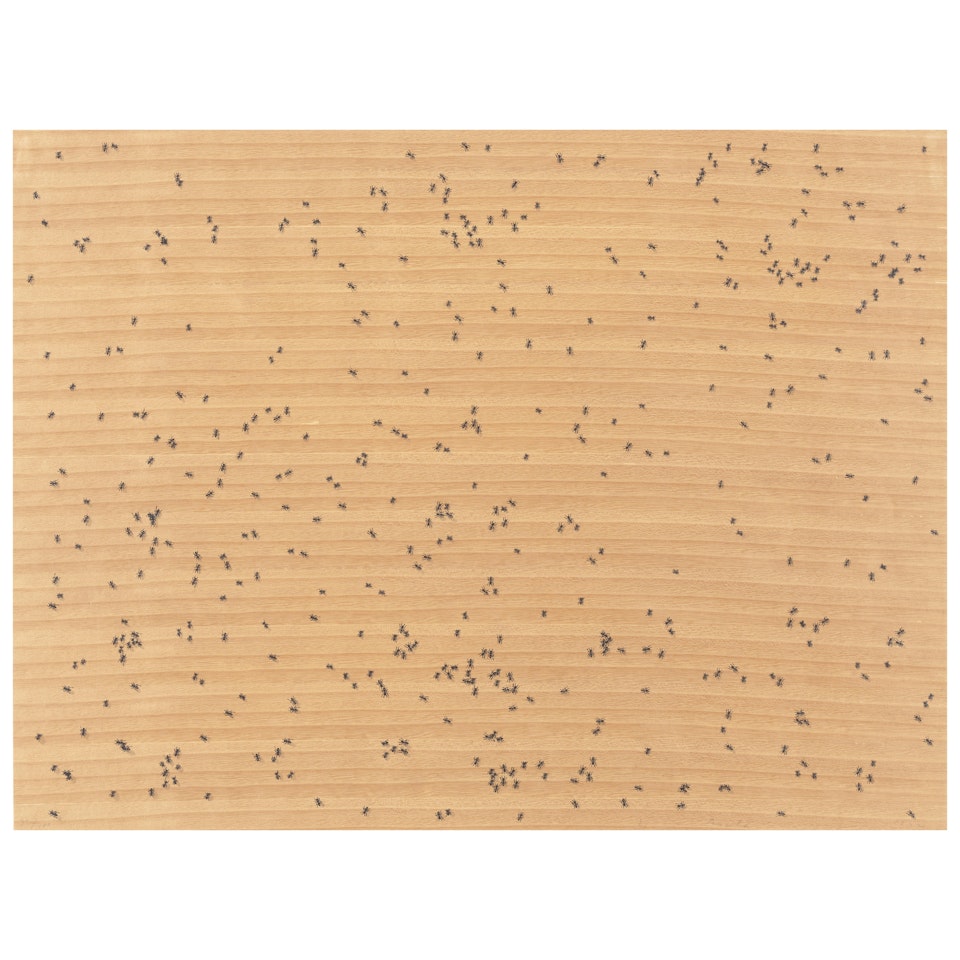 Flies, from Insects (Engberg 60) by Ed Ruscha