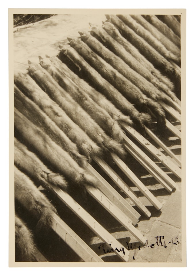Fox Skins on Sticks by Tina Modotti