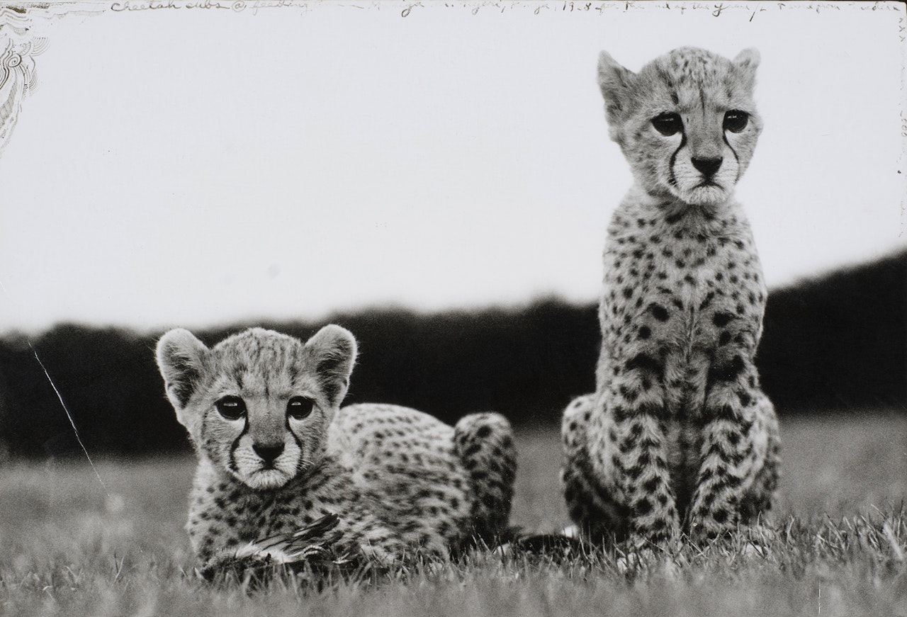 "Cheetah Cubs at Feeding Time, Mweiga Nr. Nyeri, Kenya" by Peter Beard