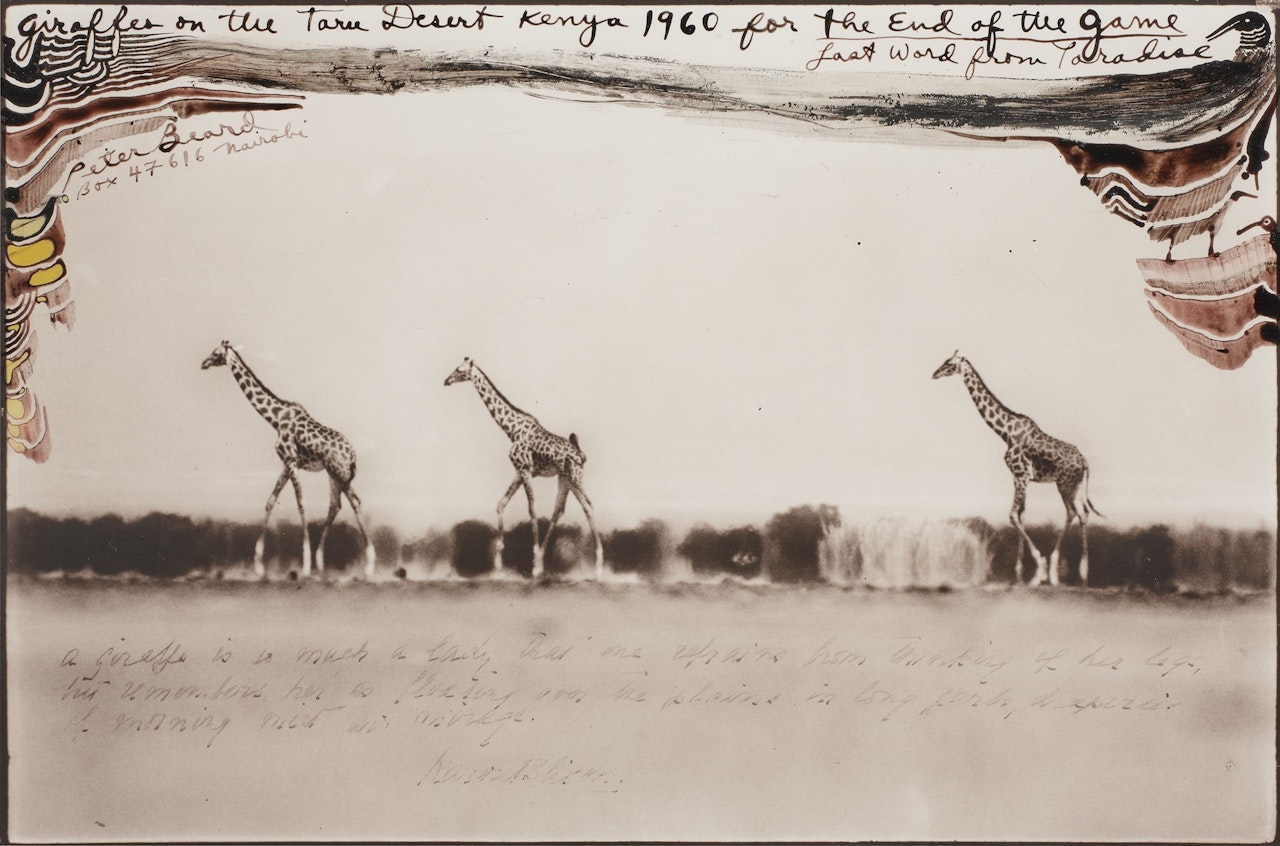 Giraffes on the Taru Desert, Kenya for The End of the Game by Peter Beard