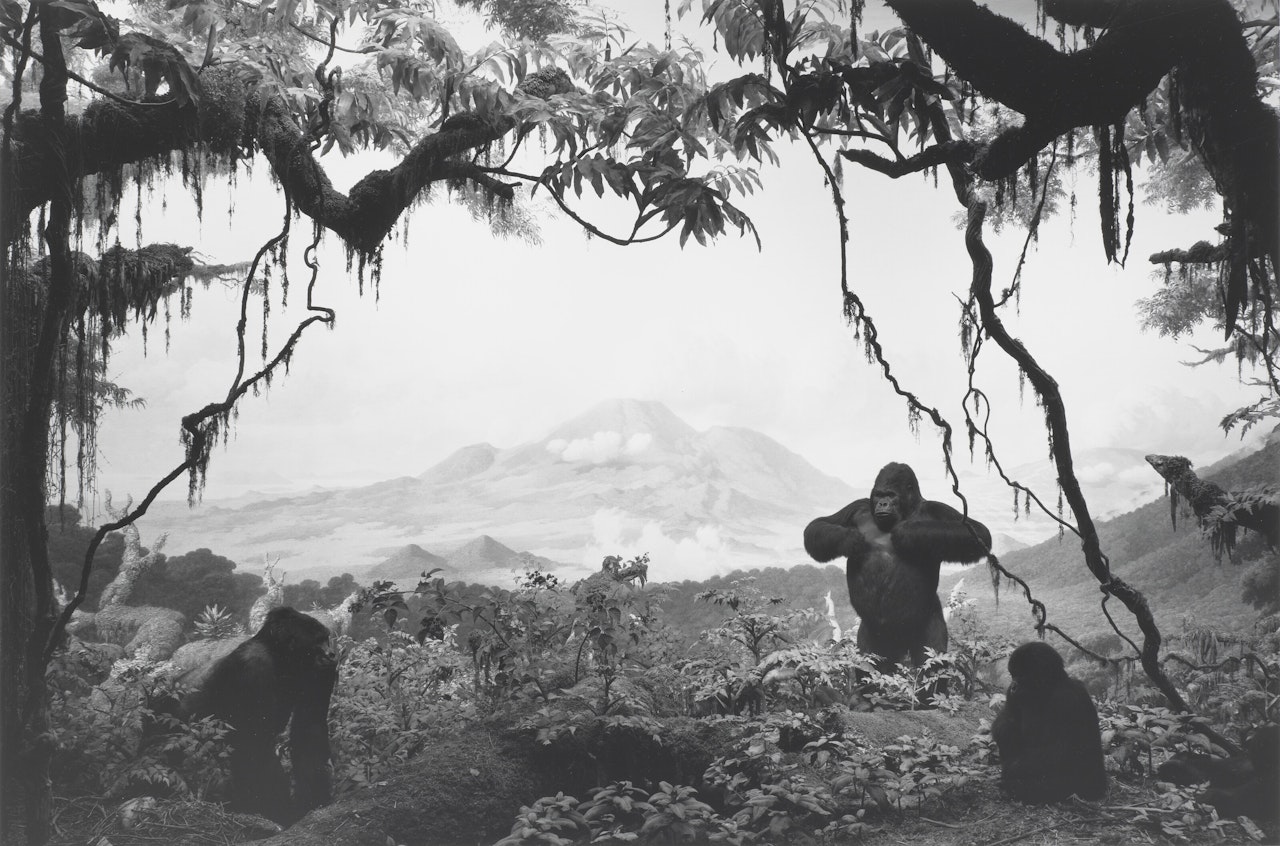 Gorilla by Hiroshi Sugimoto