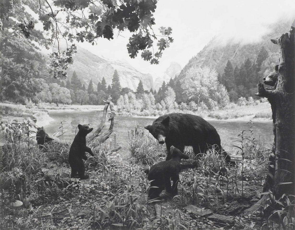 Black Bear by Hiroshi Sugimoto